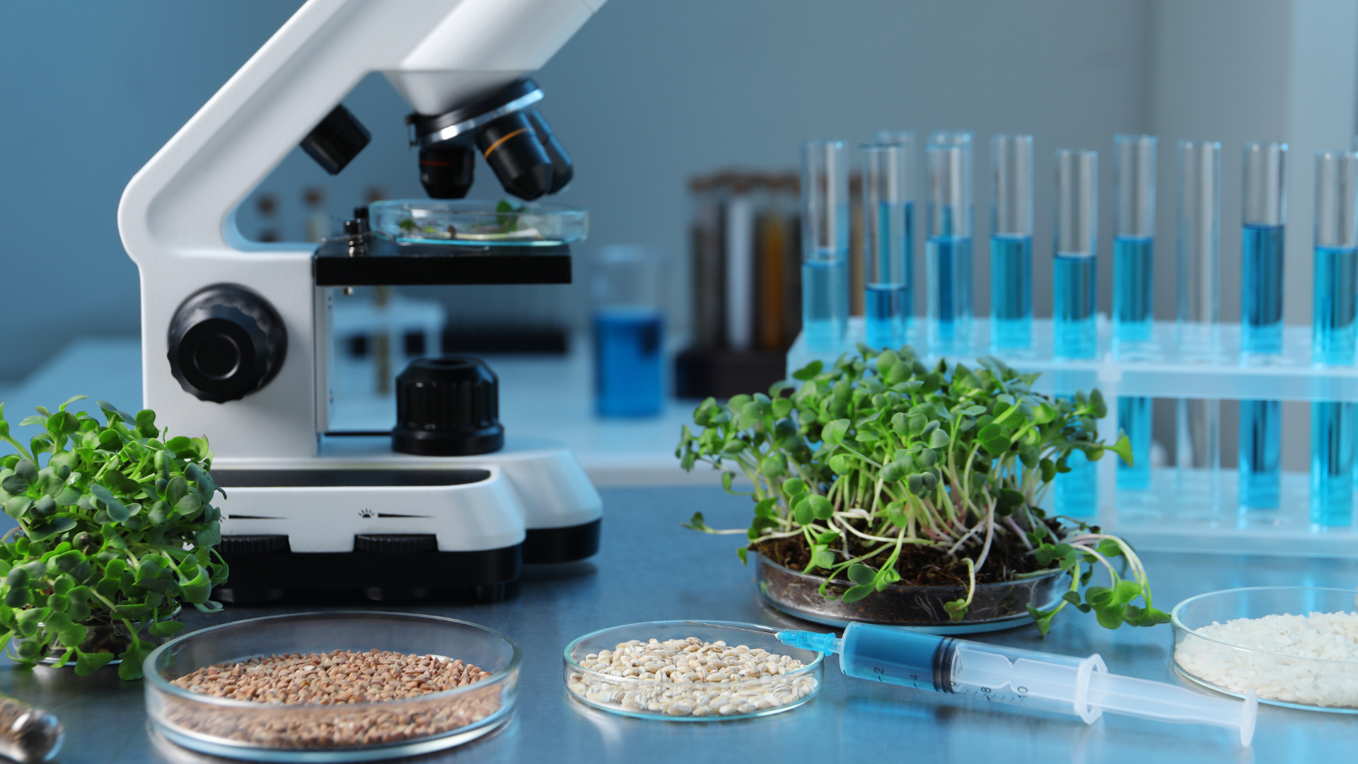 The-GMO-Debate